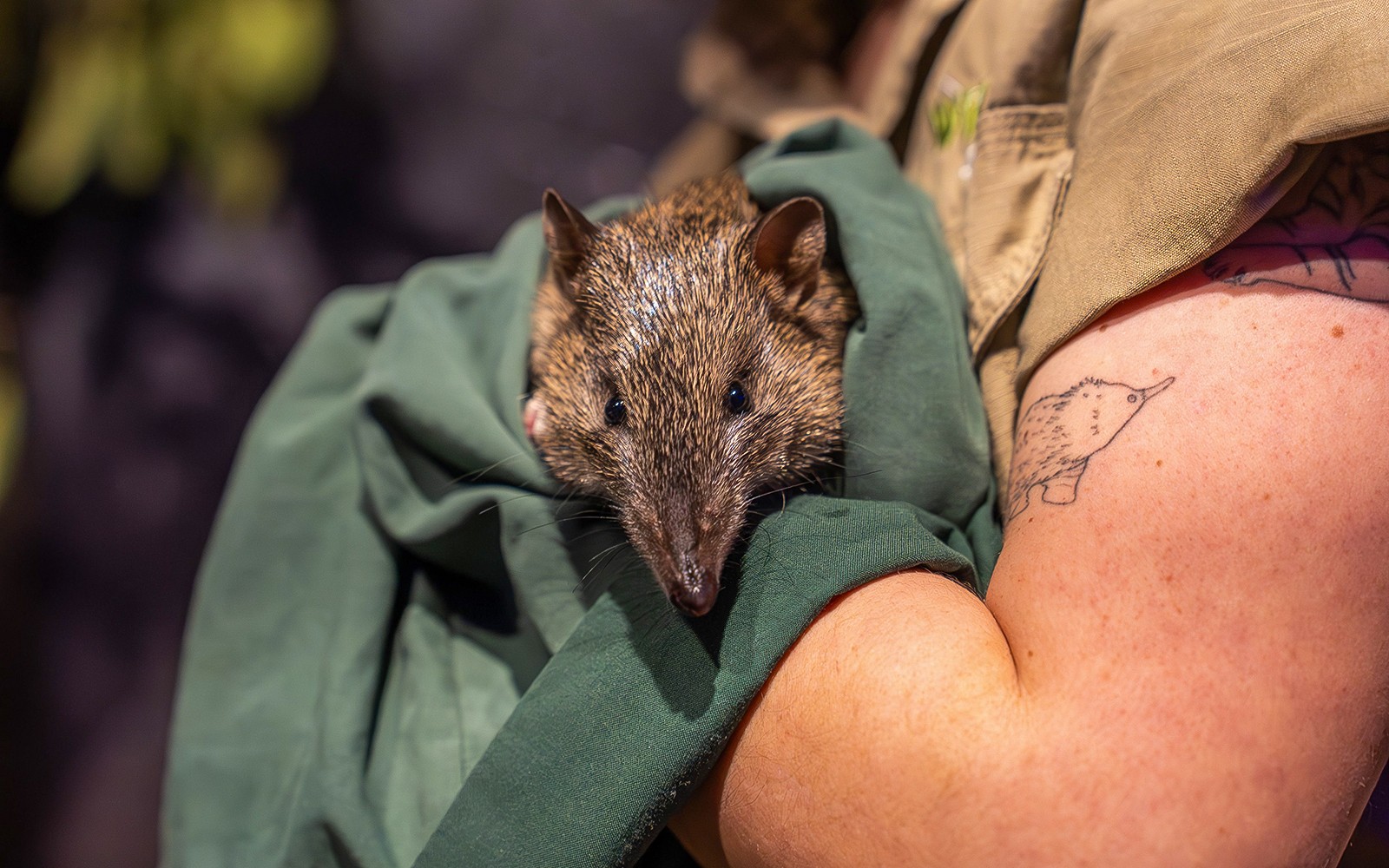 WILD LIFE Sydney Zoo Tickets — gallery 1
