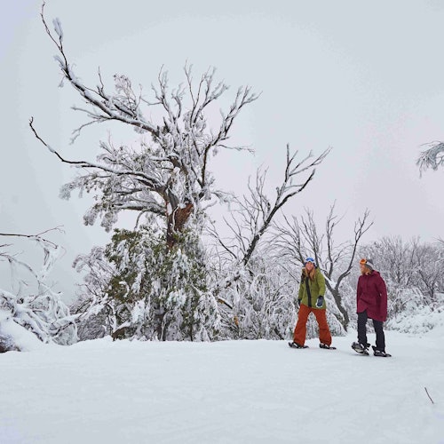 Mt Buller: Coach Transfer from Melbourne + Resort Entry