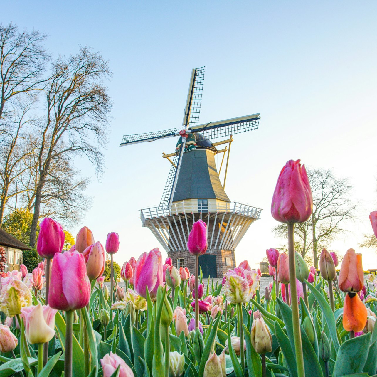 Keukenhof & Flower Parade: Day Tour from Amsterdam + Lunch — gallery 3