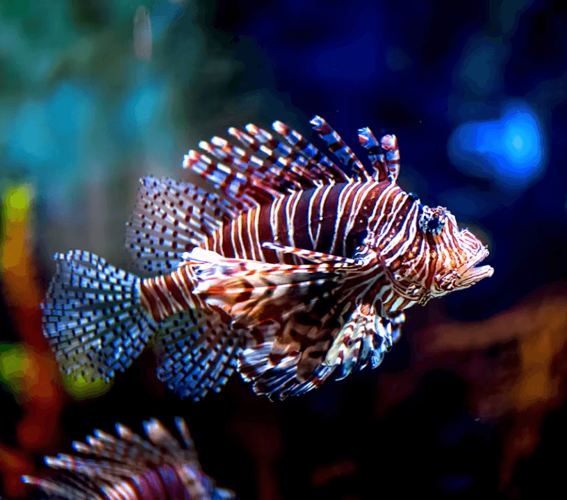 Dubai Aquarium & Underwater Zoo: Gold Pass