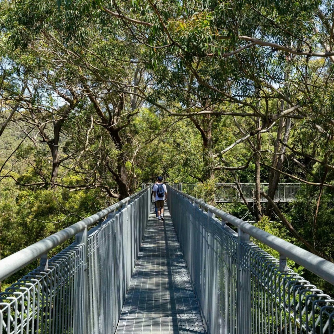 Illawarra Fly Treetop Adventures: Treetop Walk