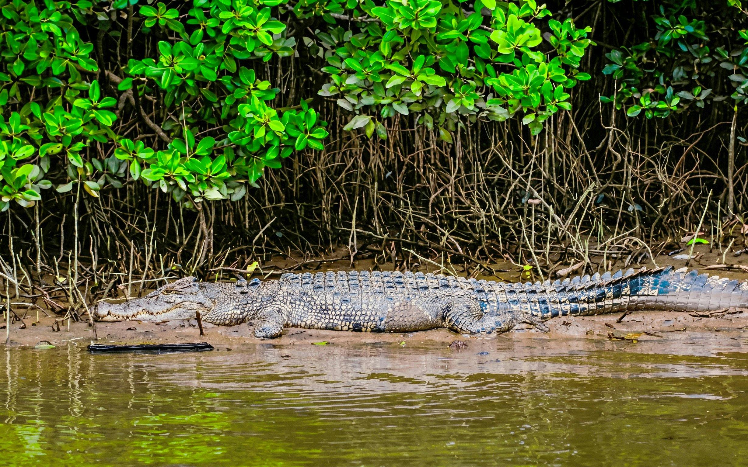 Daintree River Guided Crocodile & Wildlife Experience Cruise