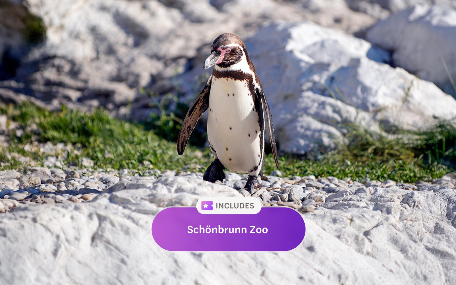 Vienna Flexi Pass: Choose 2/3/4/5 Attractions — gallery 4