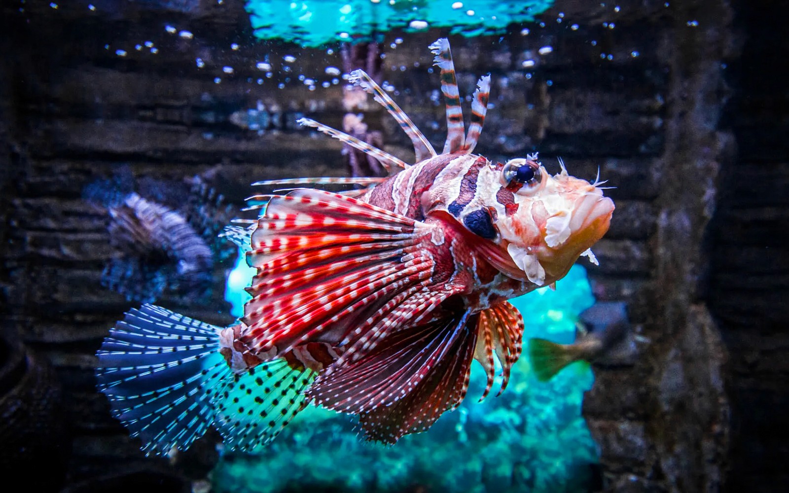 [Exclusive Promo] Aquaria KLCC Tickets — gallery 4