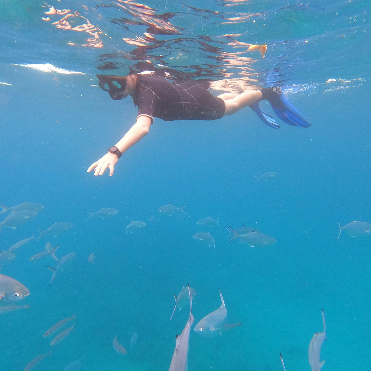 Tenerife: Guided Snorkeling Experience — gallery 2