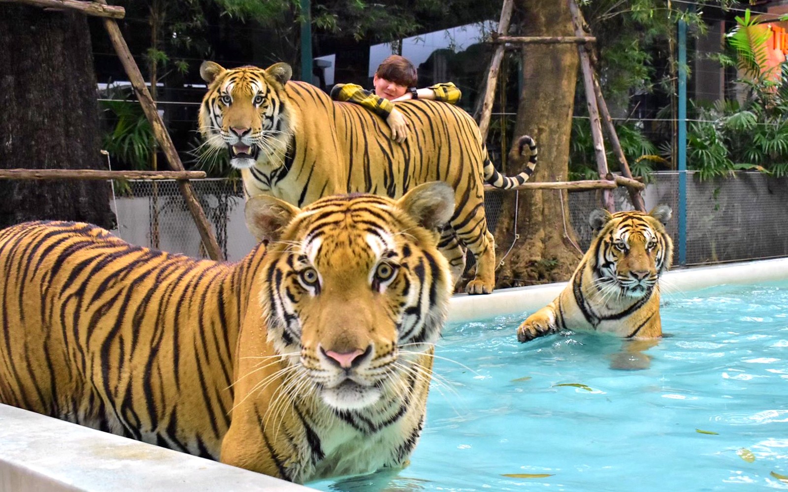 Tiger Park Tickets with Tiger Interactions — gallery 4