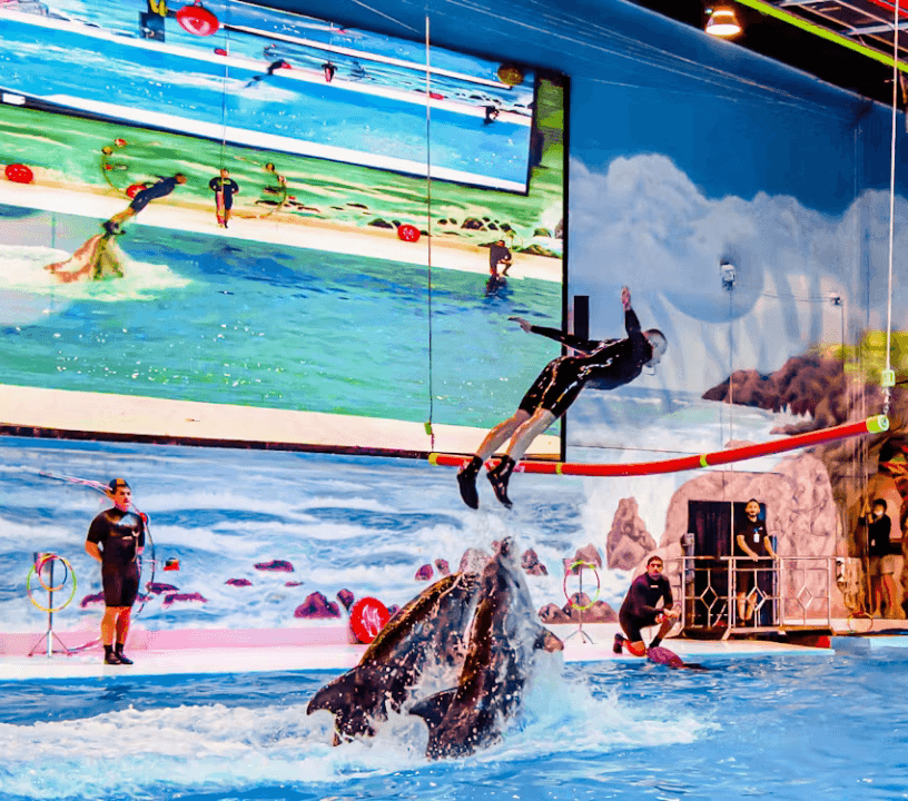 Dubai Dolphinarium: Dolphin and Seal Show — gallery 5