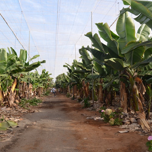 Tenerife: Banana Plantation & Winery Tour + Wine Tasting — gallery 3