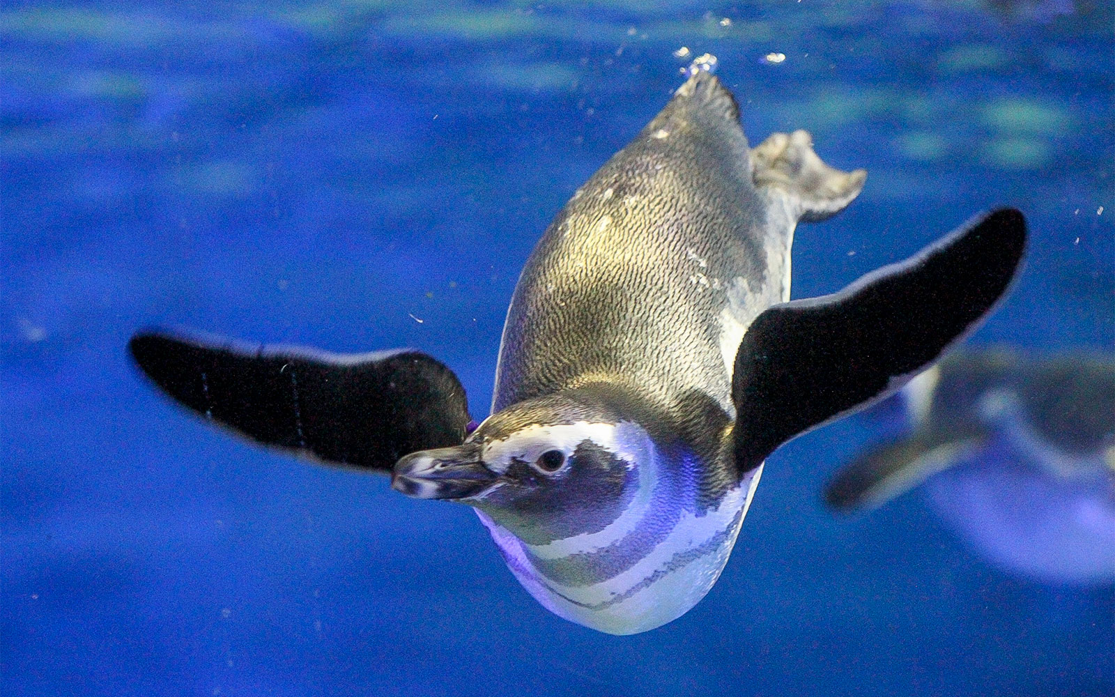 Sumida Aquarium Tickets