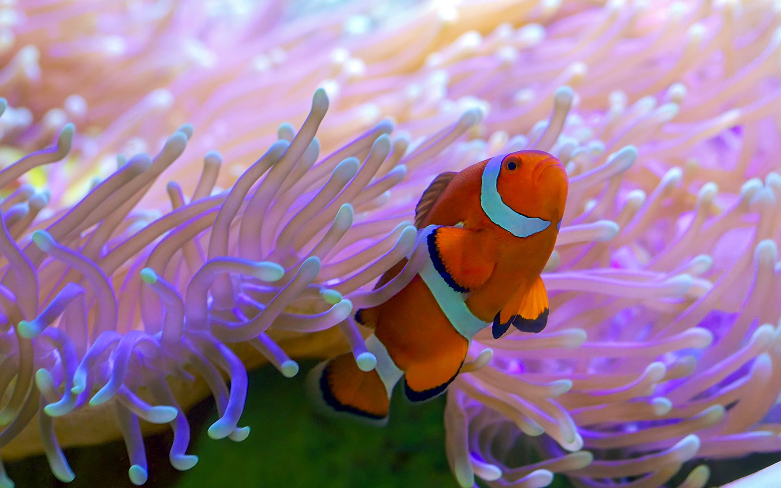 SEA LIFE London Aquarium: Anytime Entry Tickets