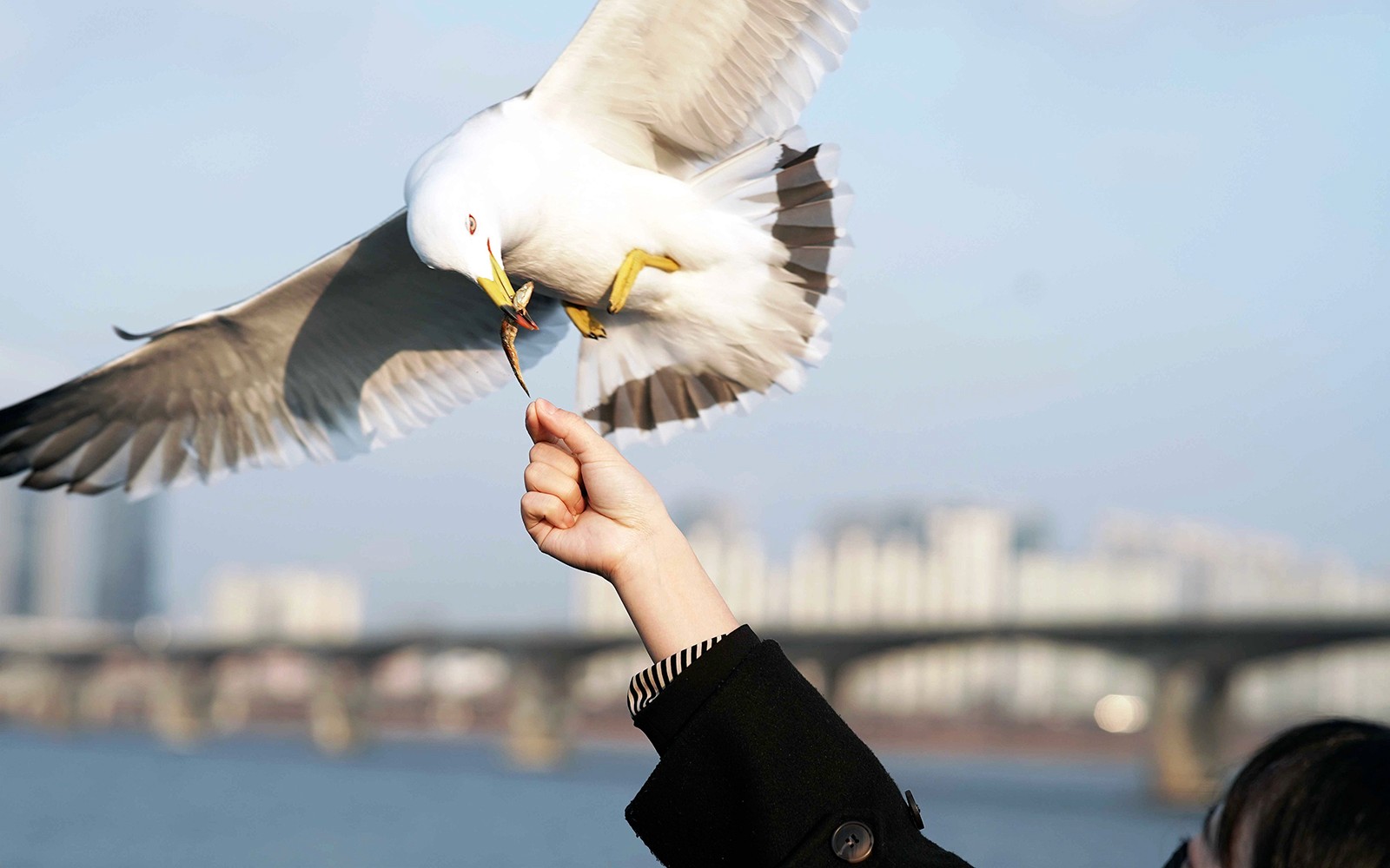 Han River Sightseeing Cruise by Eland Cruise