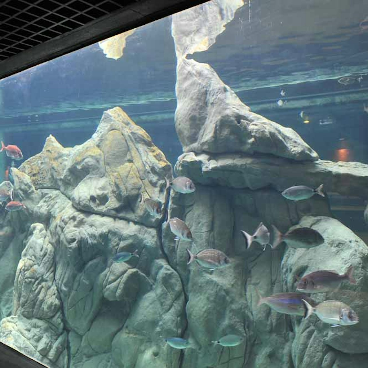 Acquario di Livorno: Entry Ticket