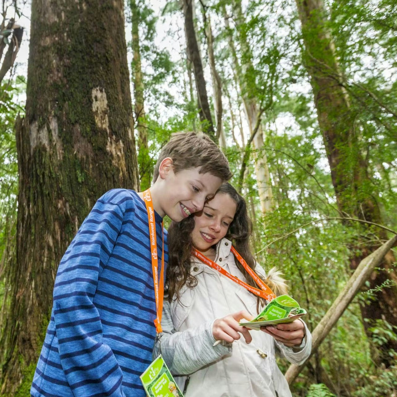 Otway Fly Treetop Adventures: Treetop Walk