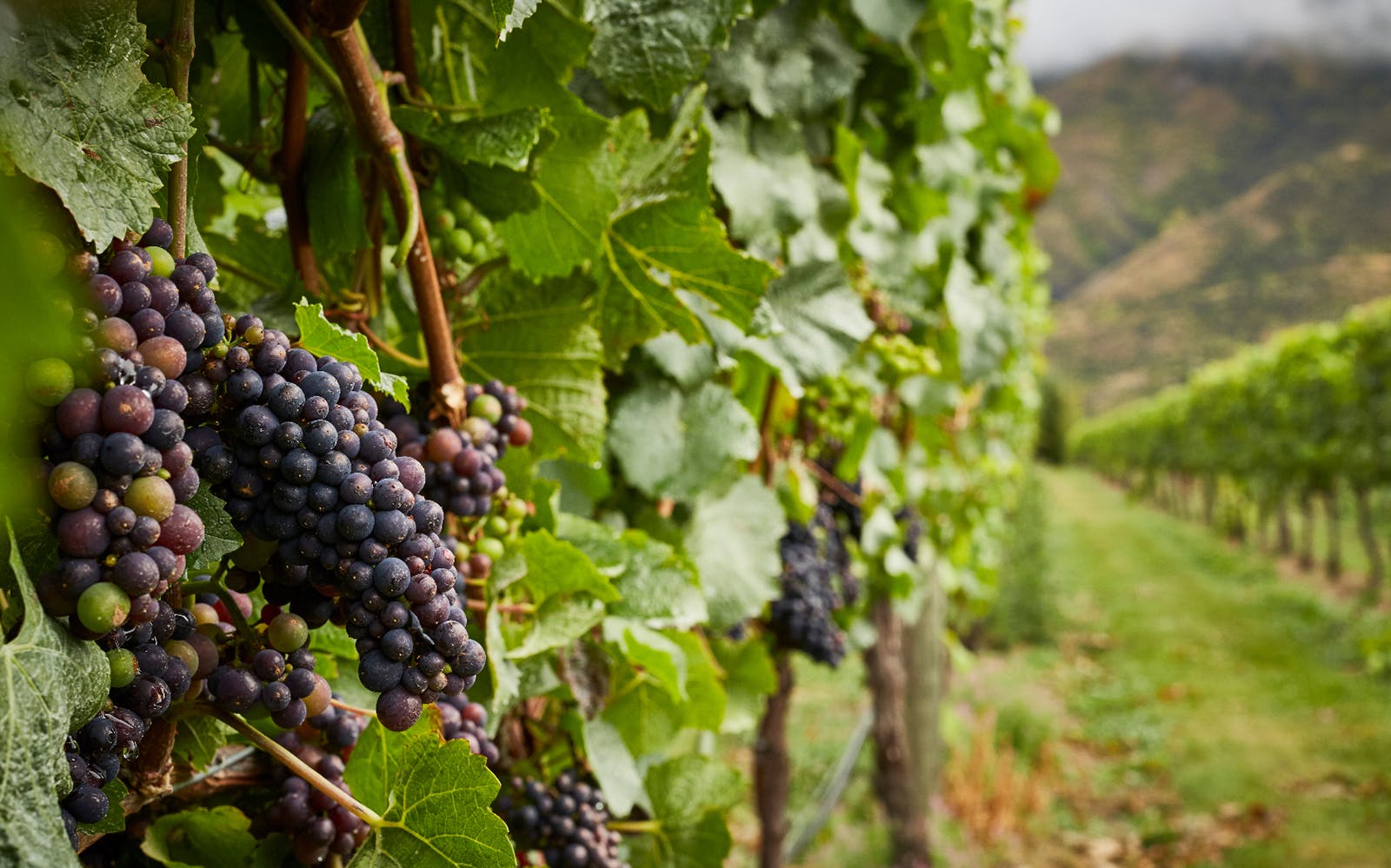 Classic Wine Tour from Queenstown