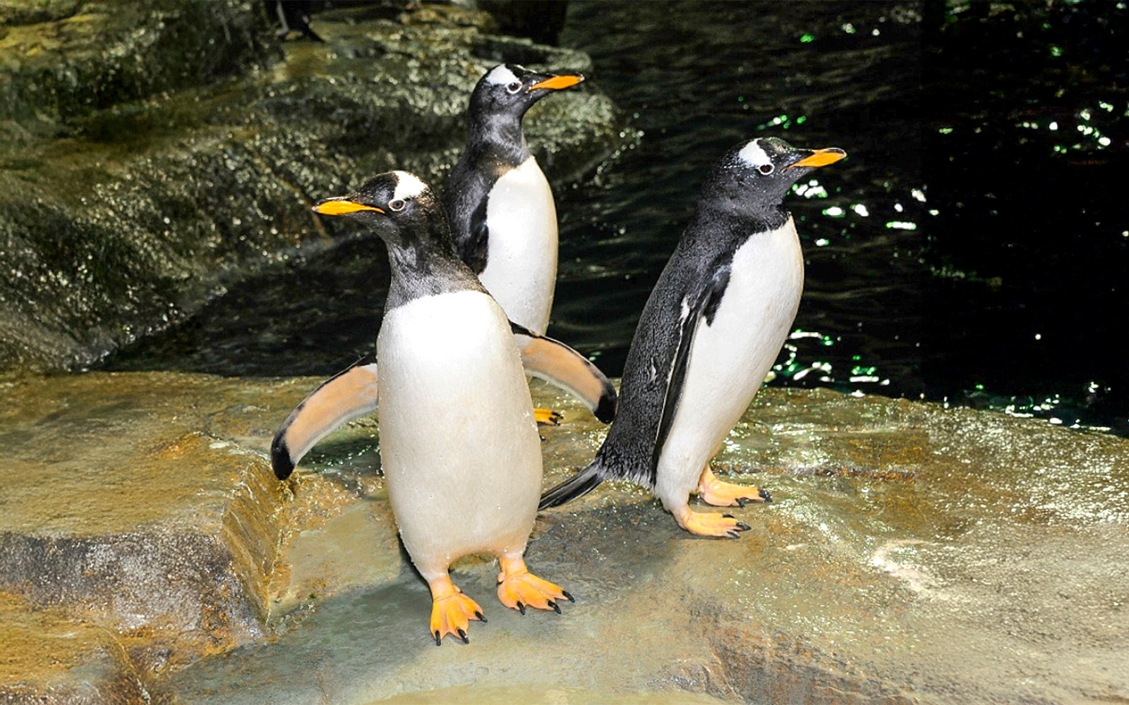 Central Park Zoo Tickets