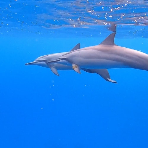 Waikiki: Sailing & Snorkeling Tour — gallery 1