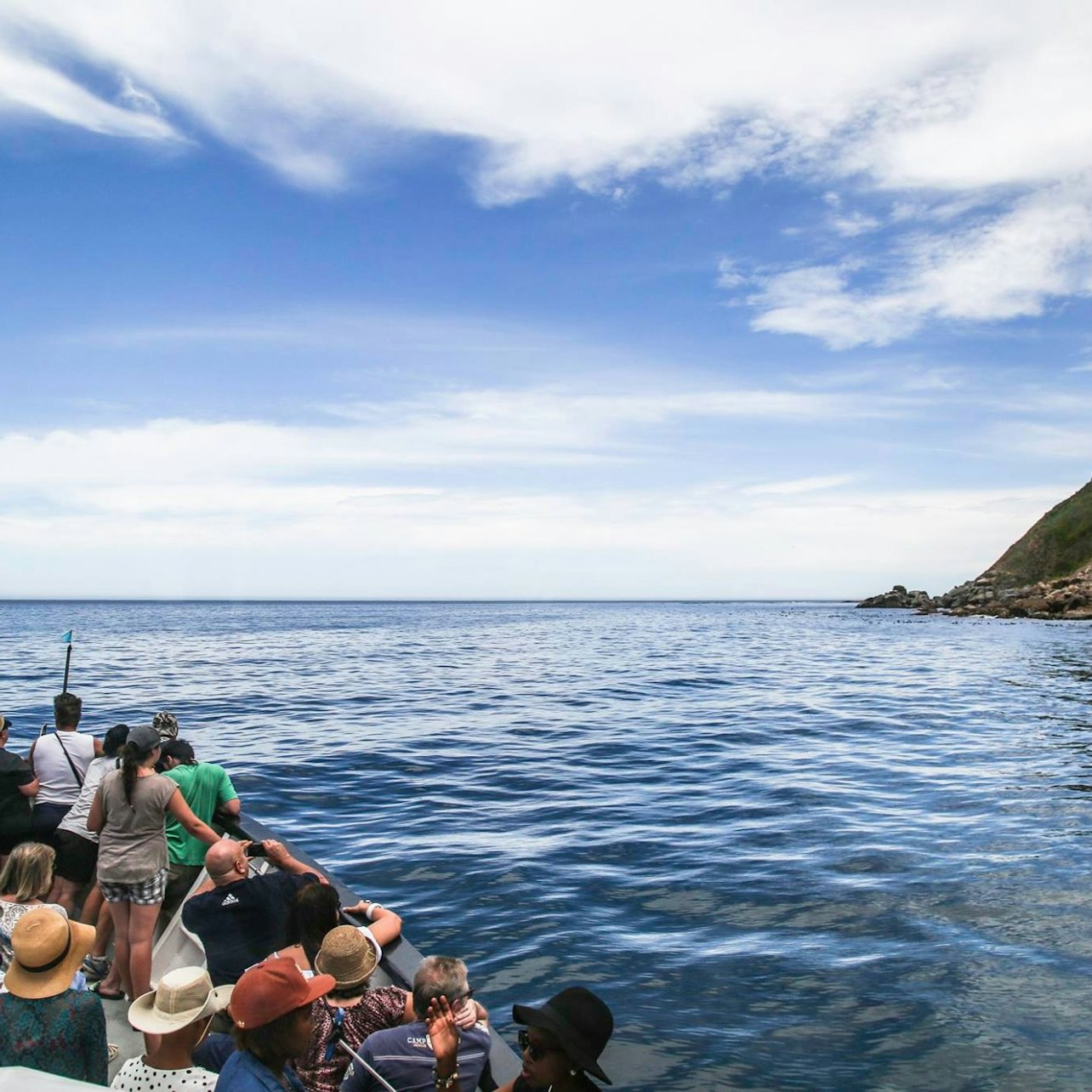 Duiker Island: Seal Sightseeing Cruise