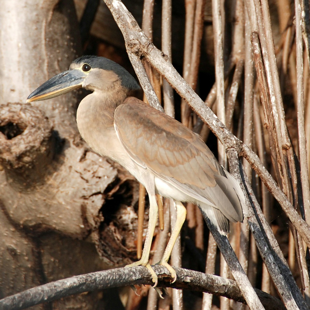 Sian Ka'an Reserve: Guided Tour, Entry Ticket, Transfer + Lunch