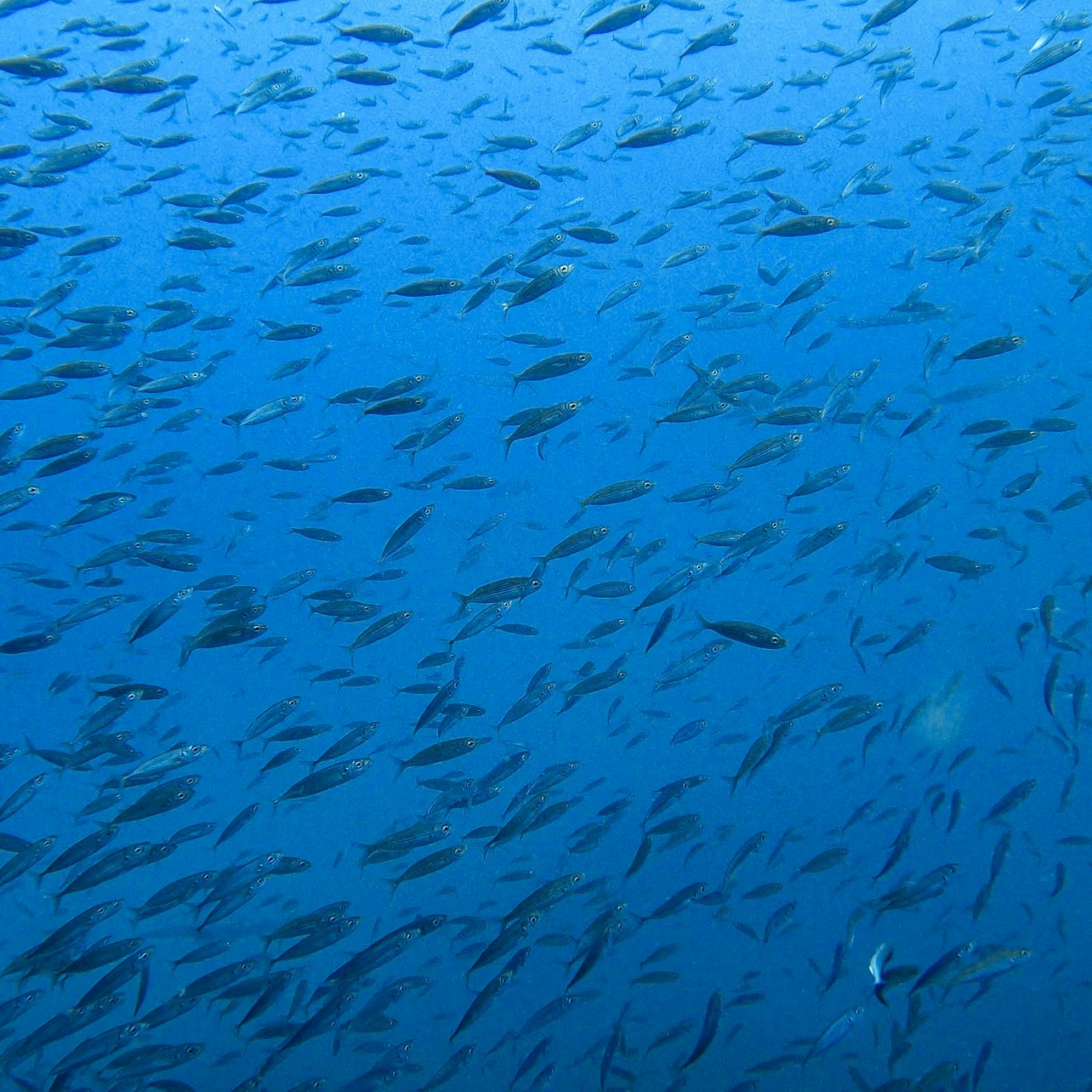 Tenerife: Guided Snorkeling Experience — gallery 3