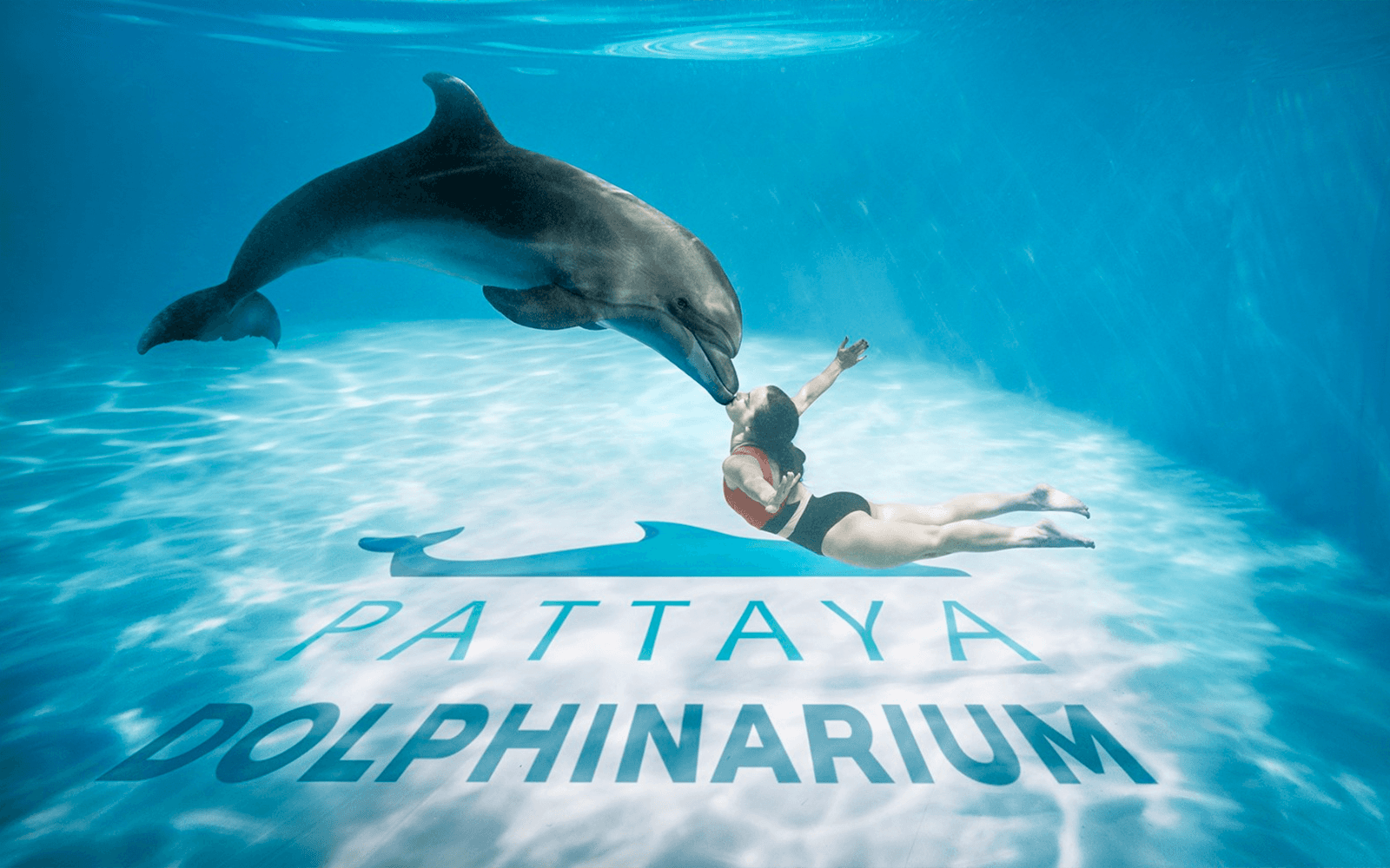 Dolphinarium Pattaya - Swim with Dolphins Experience — gallery 1