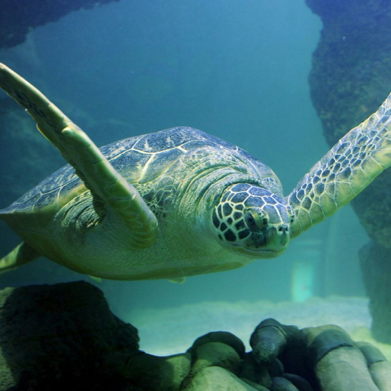 SEA LIFE Orlando: Entry Ticket