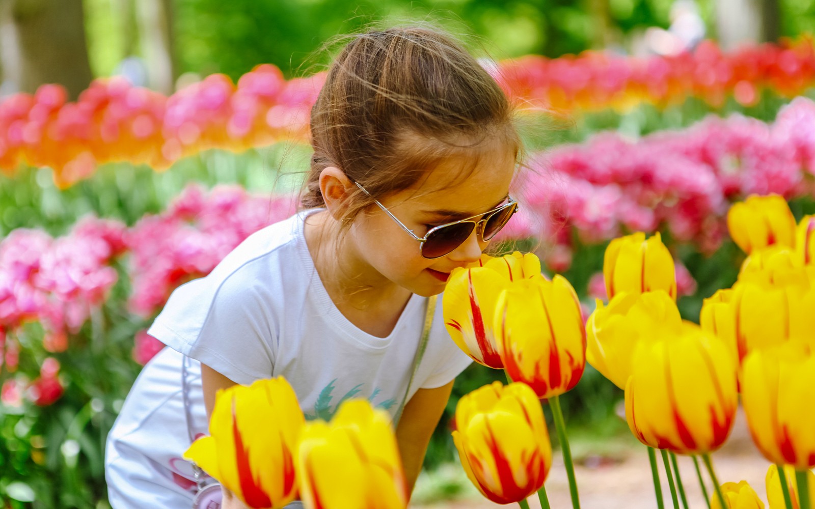 From Amsterdam: Keukenhof & Tulip Farm Full-Day Trip with Windmill Cruise