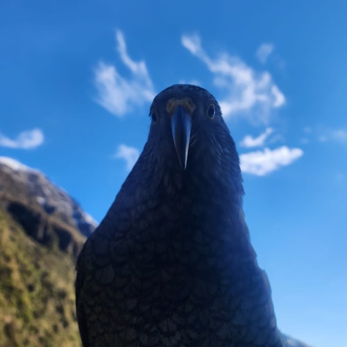 Arthur's Pass: Small-Group Day Tour from Christchurch via Castle Hill — gallery 1