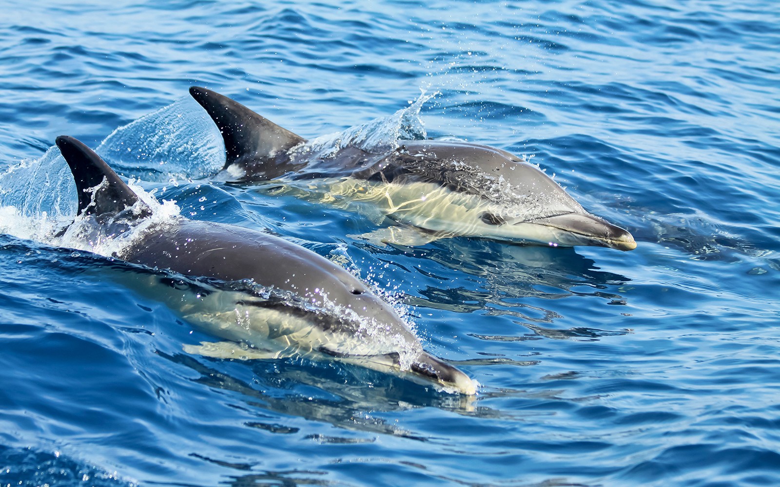 Lisbon Dolphin Watching Cruise — gallery 1