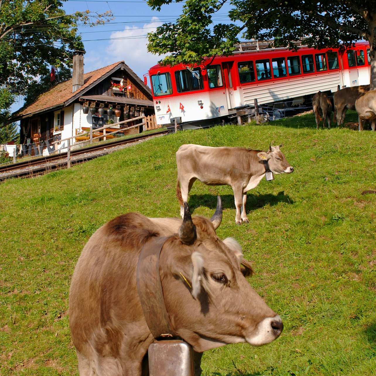 Mount Rigi: Day Tour from Zurich