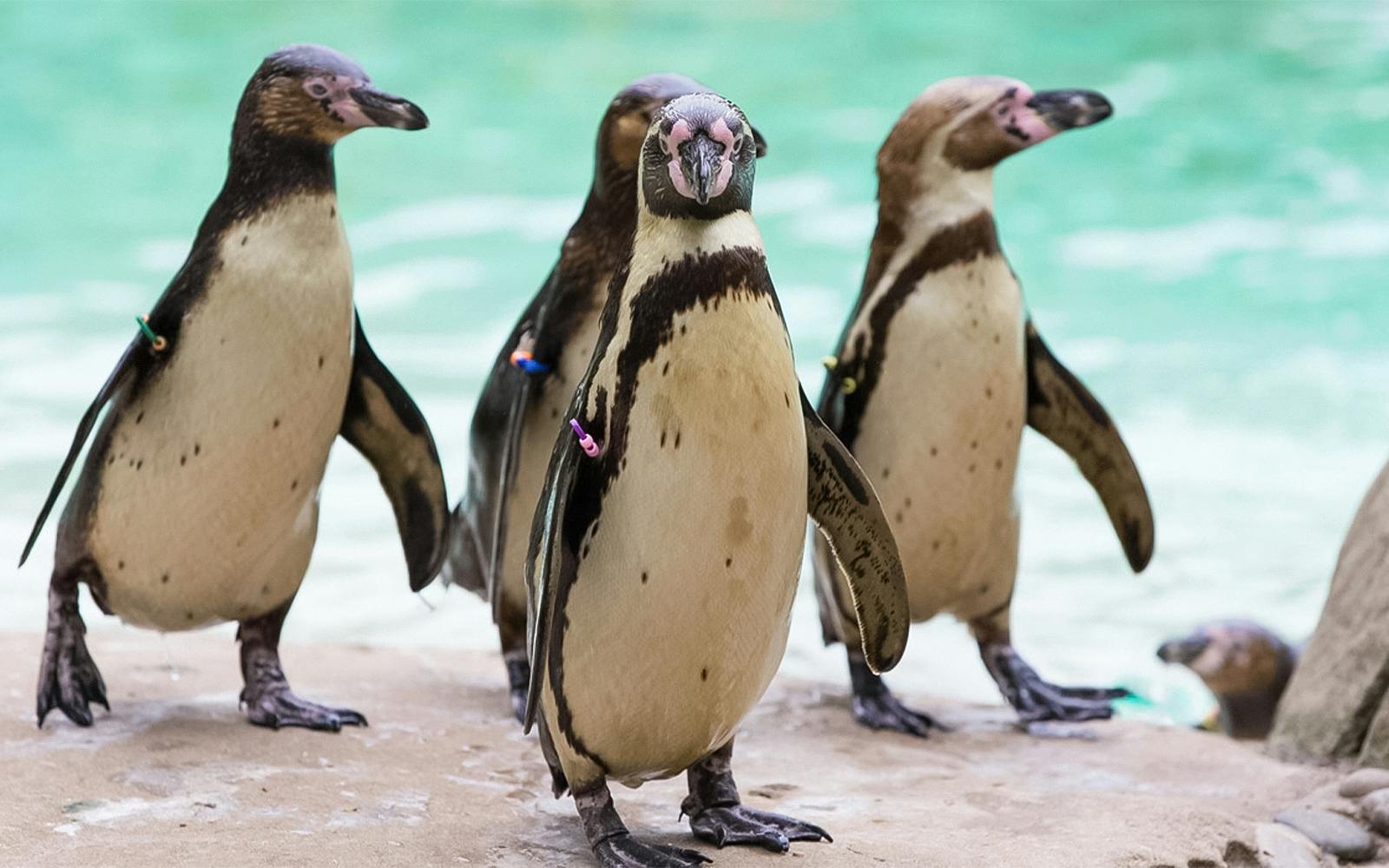 Zoo Nights at London Zoo