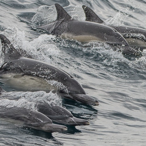 Long Beach: Whale and Dolphin Watching Cruise — gallery 1