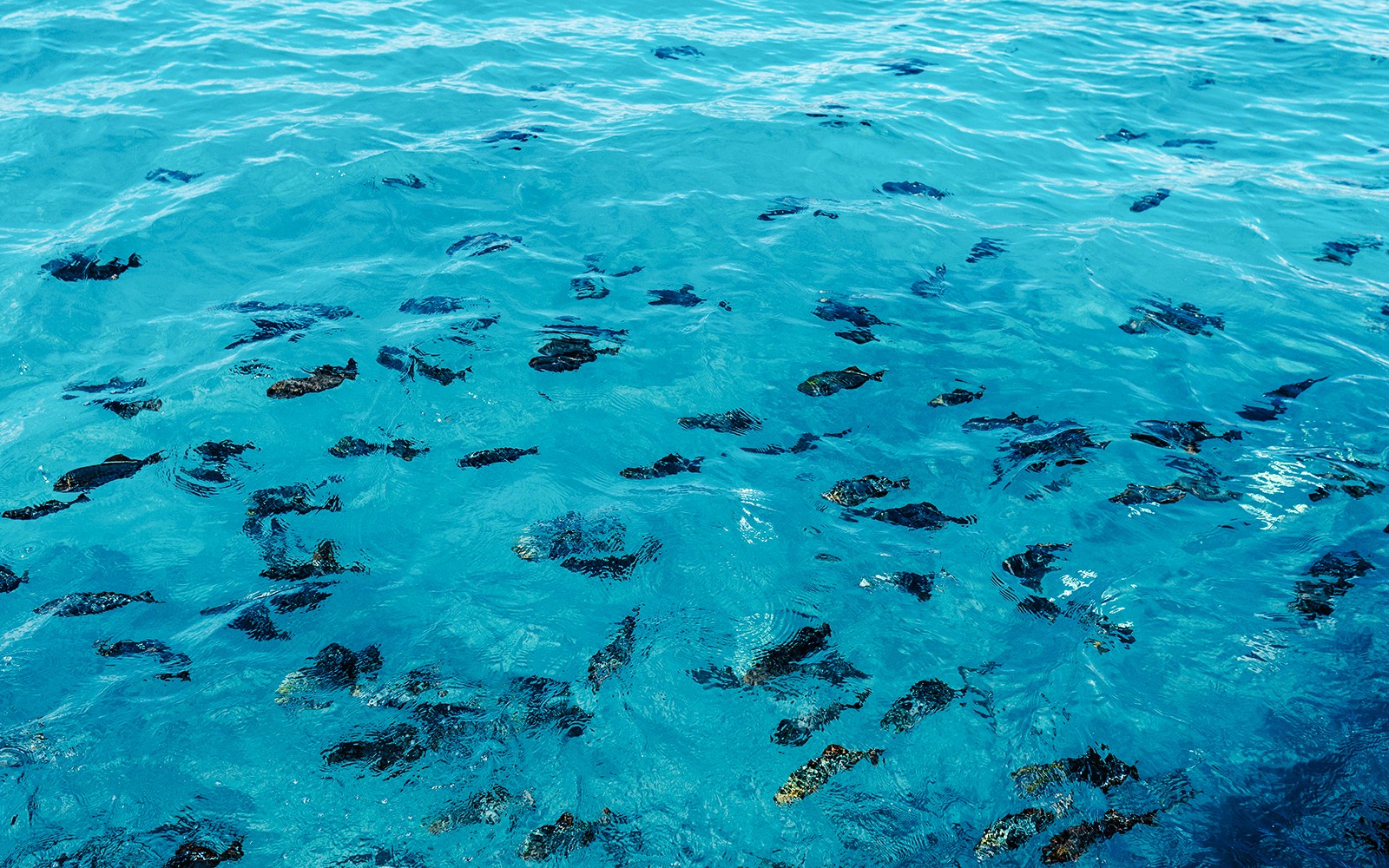 Waikiki Marine Life Tour — gallery 5