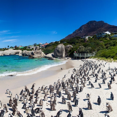 Cape Point & Table Mountain: Small-Group Guided Tour + Transfers — gallery 2