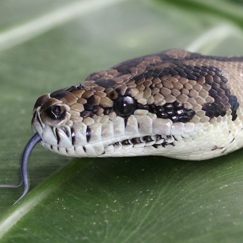 Port Douglas Wildlife Habitat — gallery 2