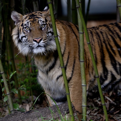 Zoo Atlanta: Entry Ticket