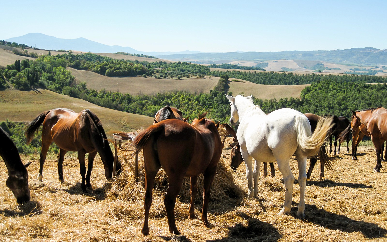 Tickets to 1.5-Hour Horseback Riding Experience from Siena