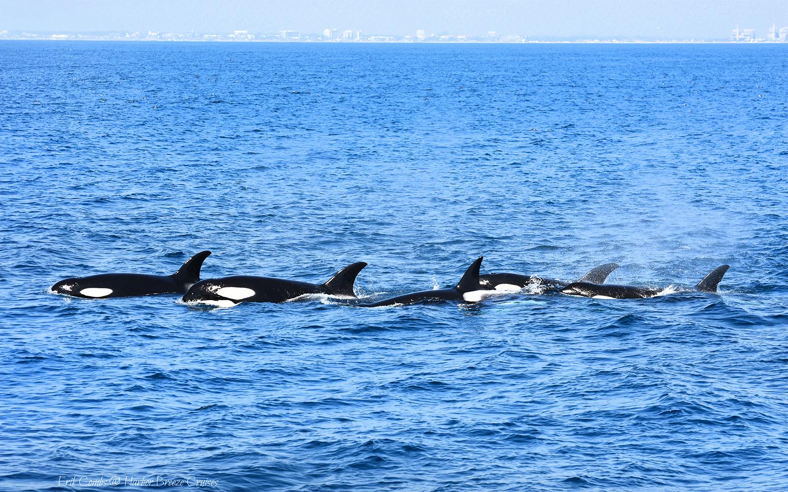 Los Angeles Whale Watching & Dolphin Tour