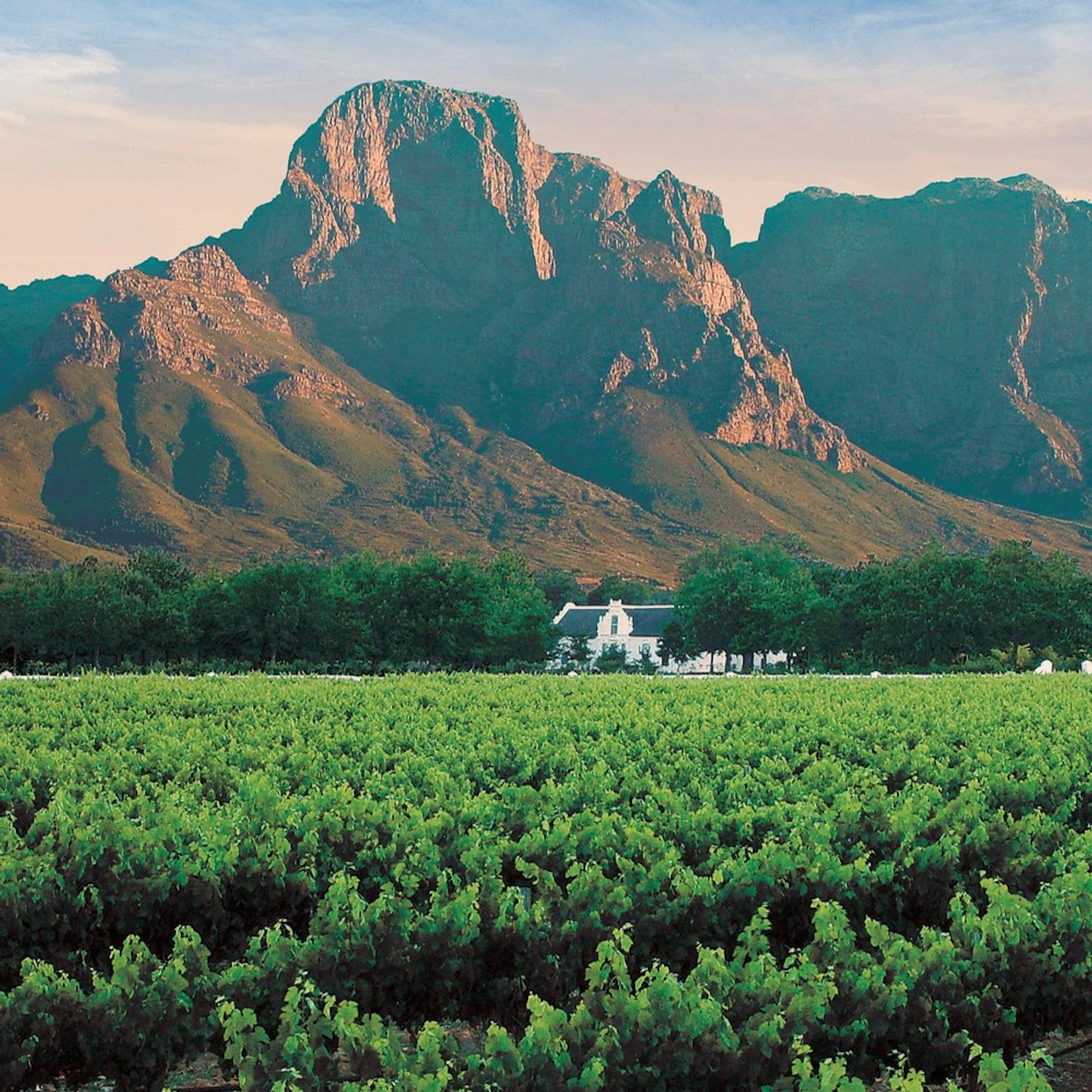 Winelands & Stellenbosch-Franschhoek: Private Wine Tasting Tour — gallery 1