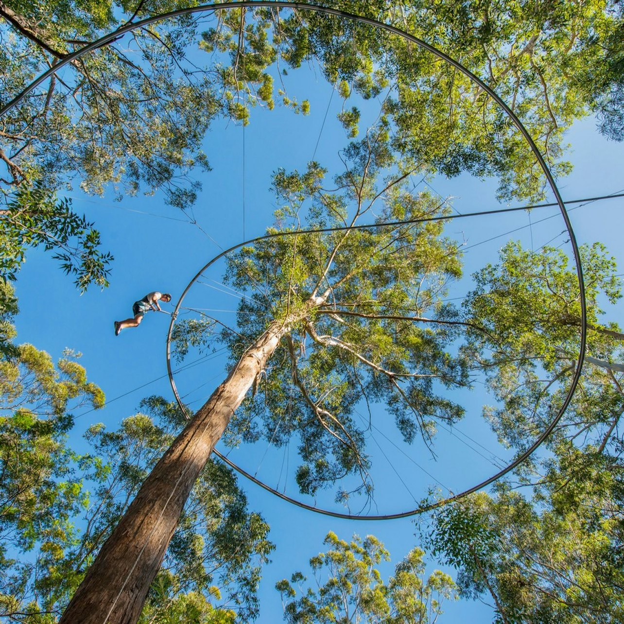 Western Sydney: Treetops Adventure