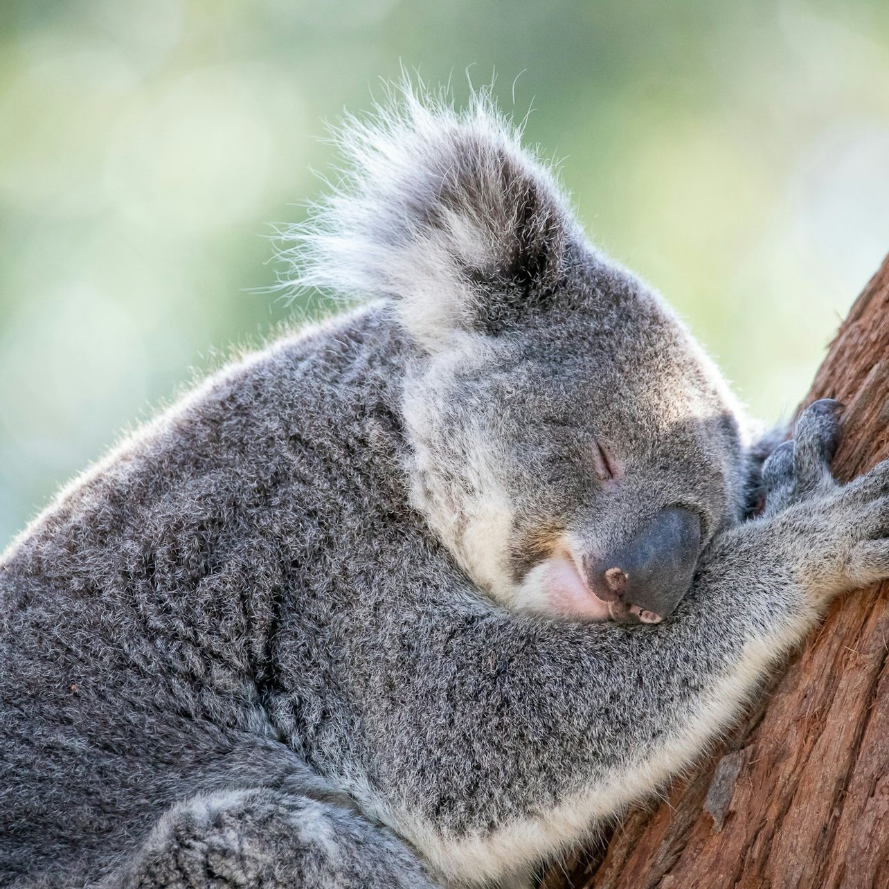 Port Stephens Koala Sanctuary