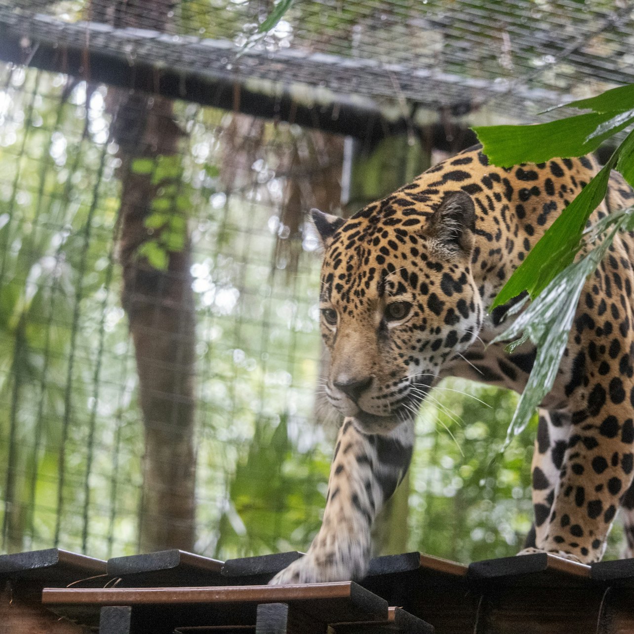 Brevard Zoo: Entry Ticket — gallery 2