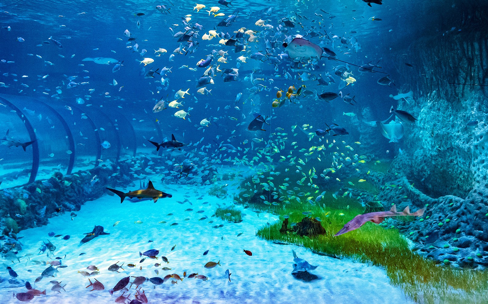 Tickets to National Aquarium Abu Dhabi with Bu Tinah Dhow Experience