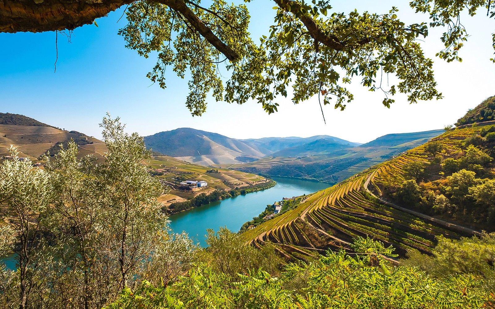 Full Day River Cruise to Douro Valley with Meals and Return Transfer
