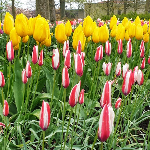 Keukenhof: Tulip Tour + Delft City Tour from Amsterdam — gallery 4