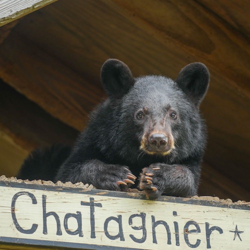 Audubon Zoo: Entry Ticket — gallery 3