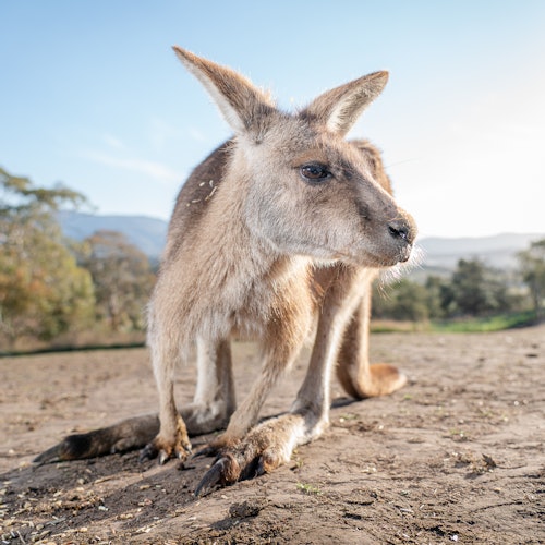 Bonorong Wildlife Sanctuary: Entry Ticket