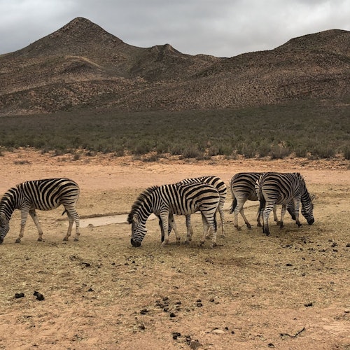 Aquila Private Game Reserve: Guided Safari + Optional Nederburg Wine Tasting — gallery 2