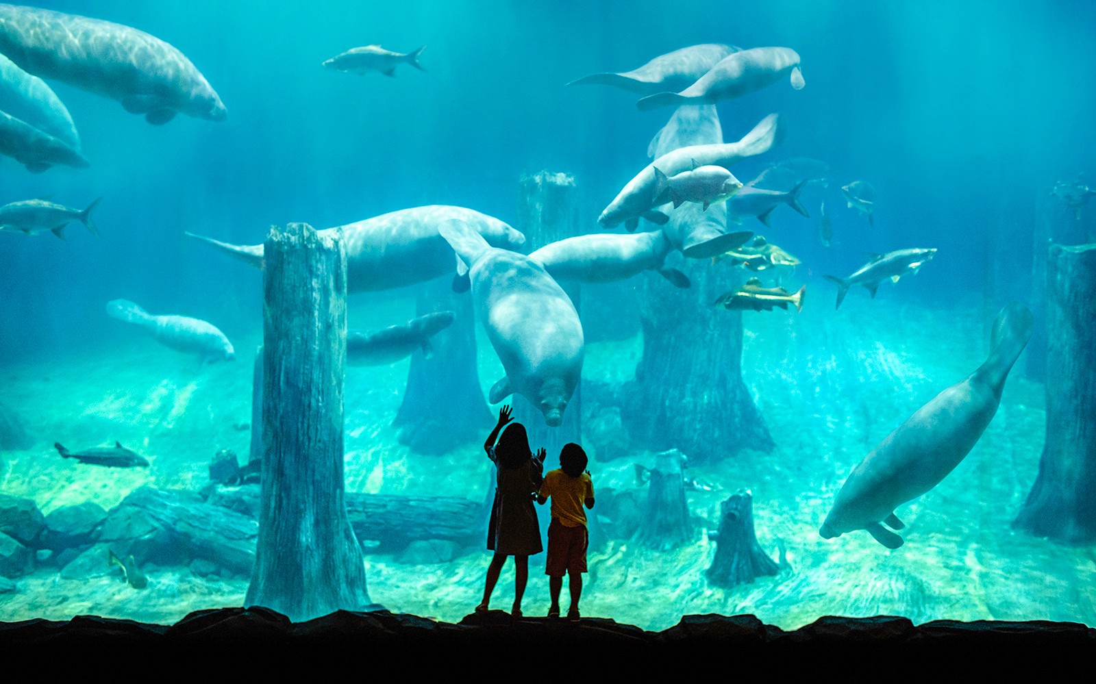 River Wonders Tickets