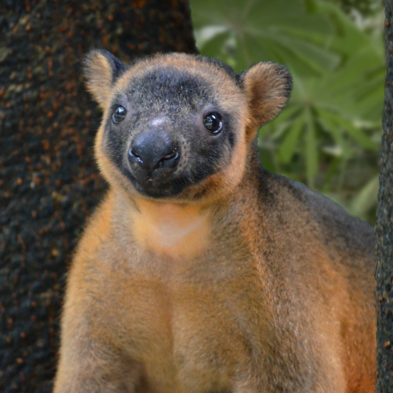 Port Douglas Wildlife Habitat