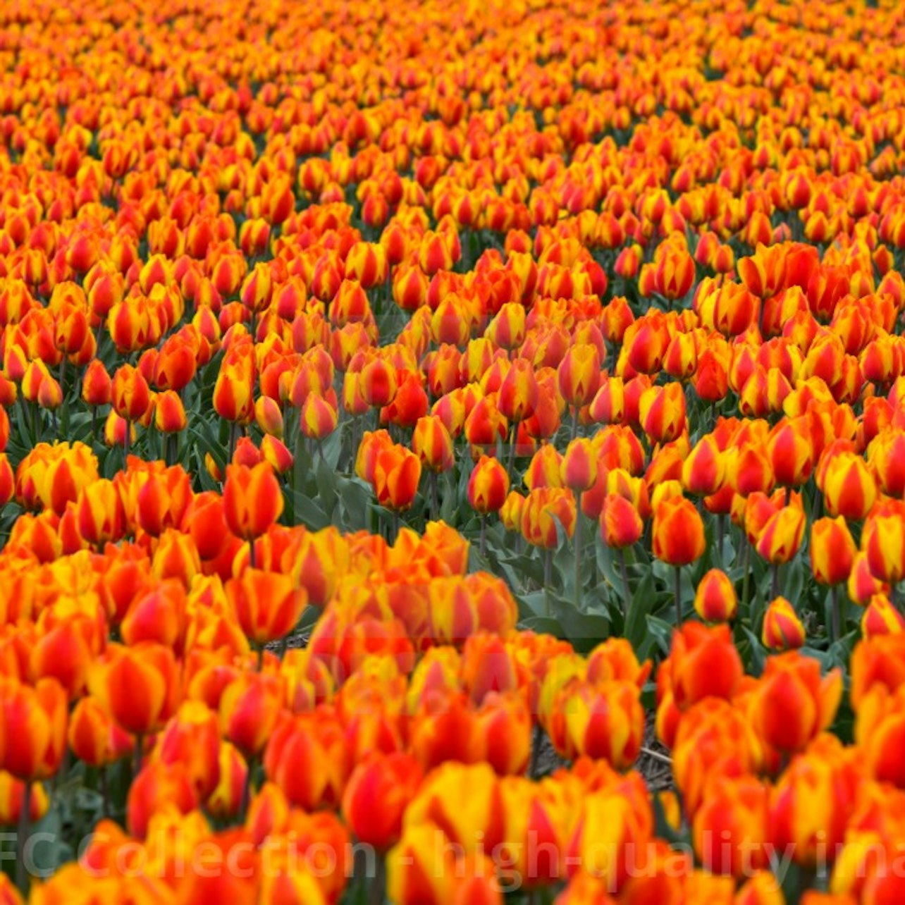 Keukenhof & Flower Parade: Entry Ticket + Tulip Tour — gallery 2